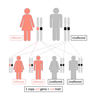 Family tree2