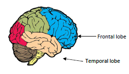 FrontalTemporallobes