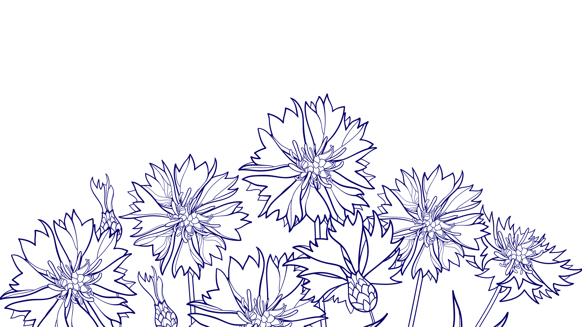 cornflowers 1