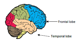 Frontal and temporal lobes